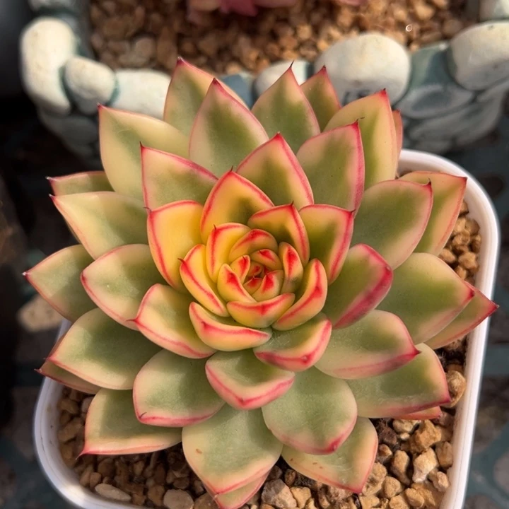 阿诗娜锦一物一拍锦龙