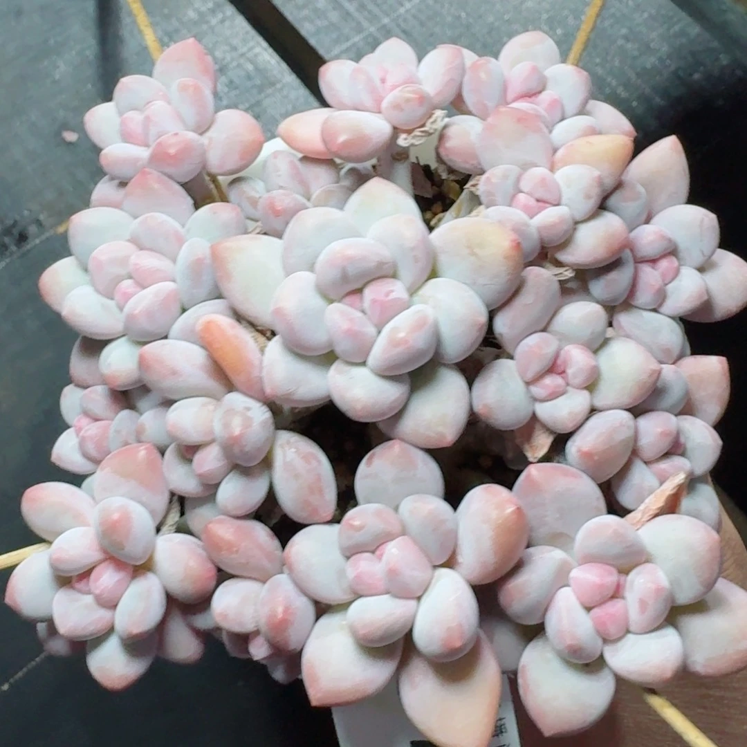 T丸叶香水群生整装无砍