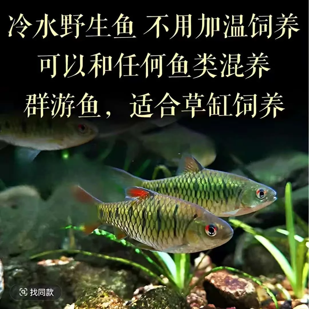 原生态冷水条纹小鲃鱼淡水小溪二须鲃群游观赏好养耐活