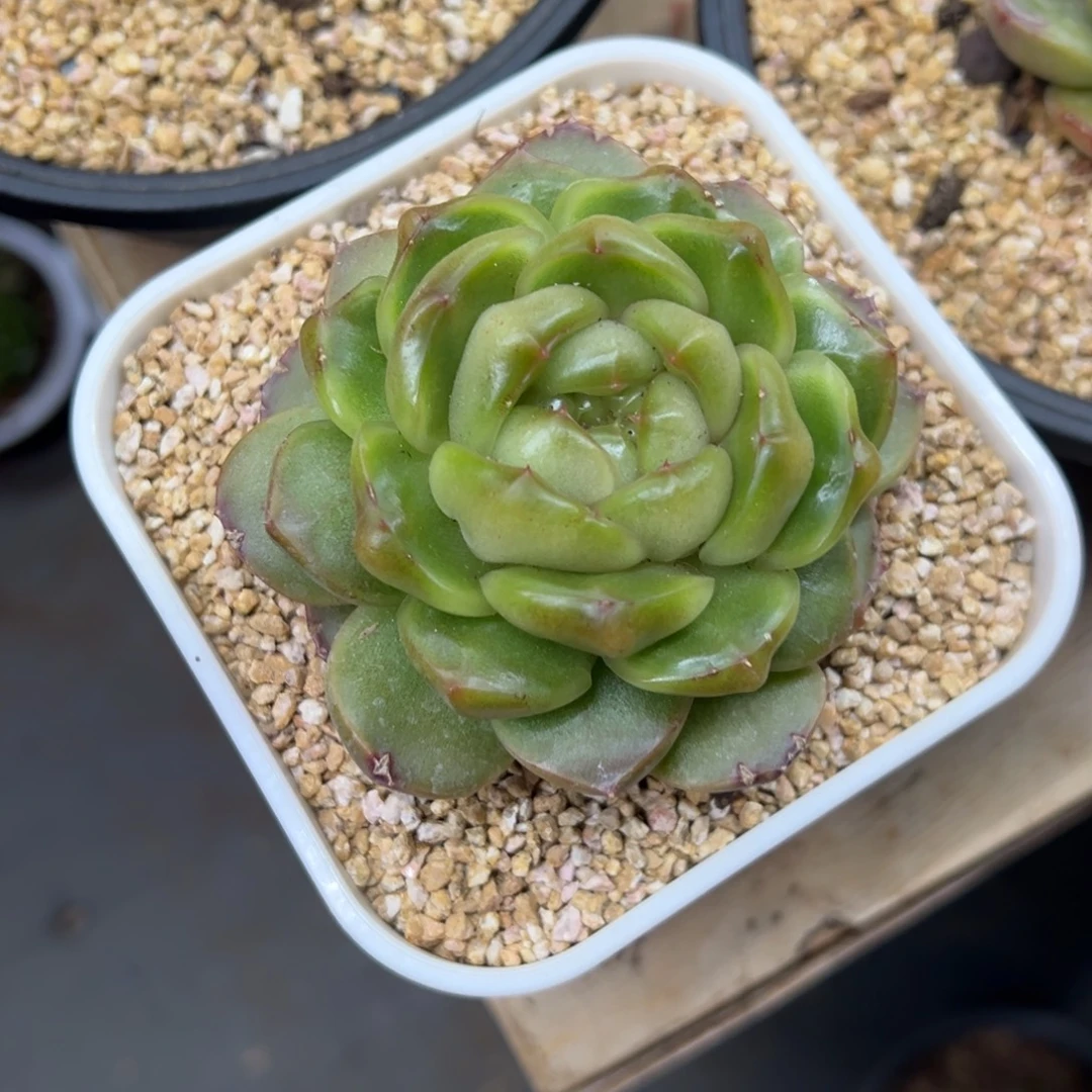 皮埃拉 单头 夏鸣园艺