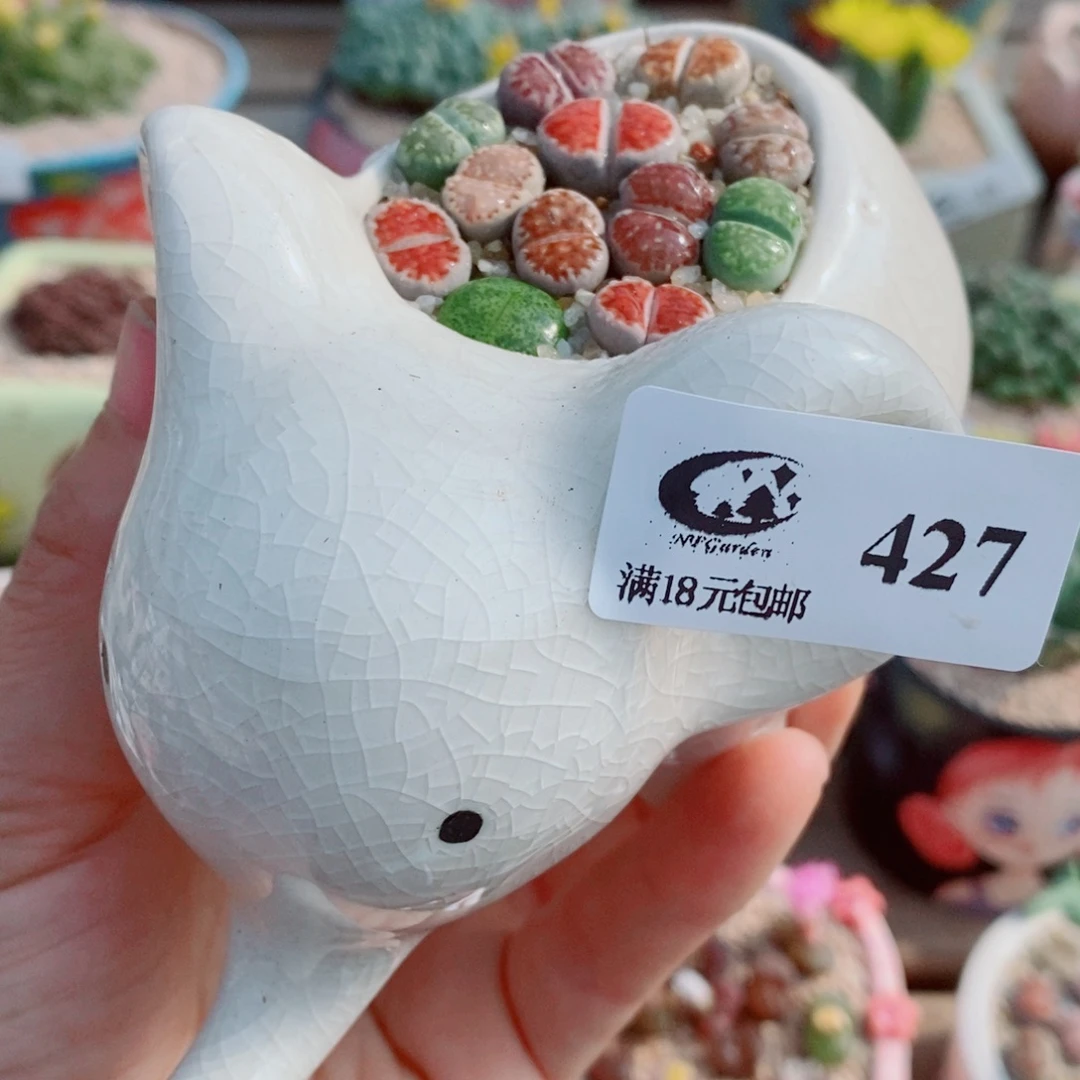 生石花花花花花花花427