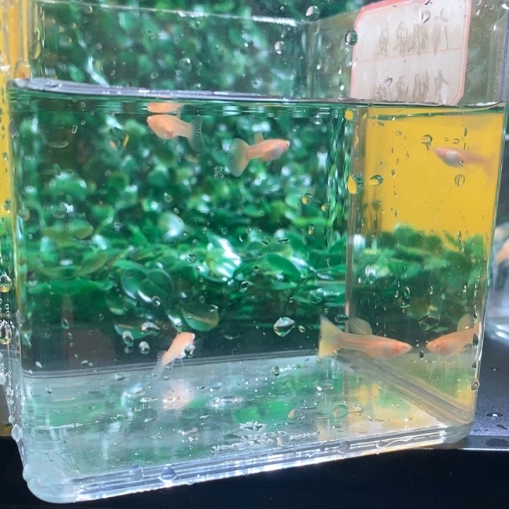 海水鱼金粉的我都想说