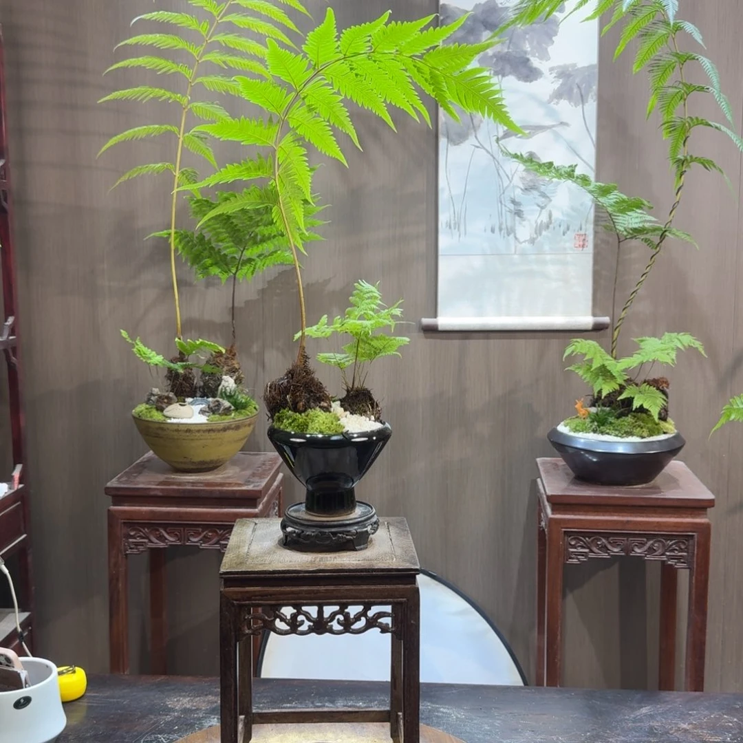 阿***燕无花朵蕨类植物一物一拍