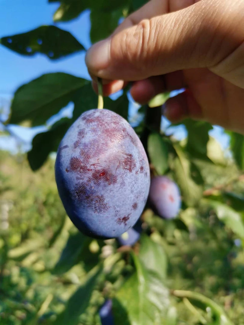 农场直供自产自销时令新鲜水果西梅基地发货 坏果包赔