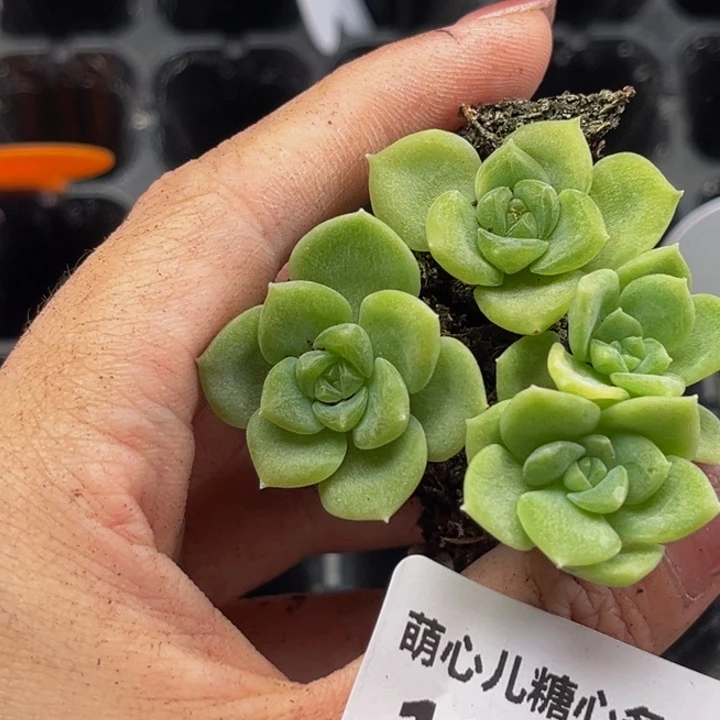 1819 多肉植物一物一拍