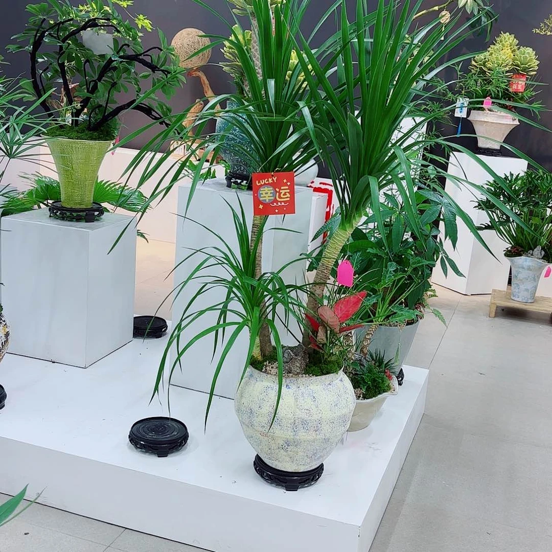 无花朵华高端盆景一物一拍