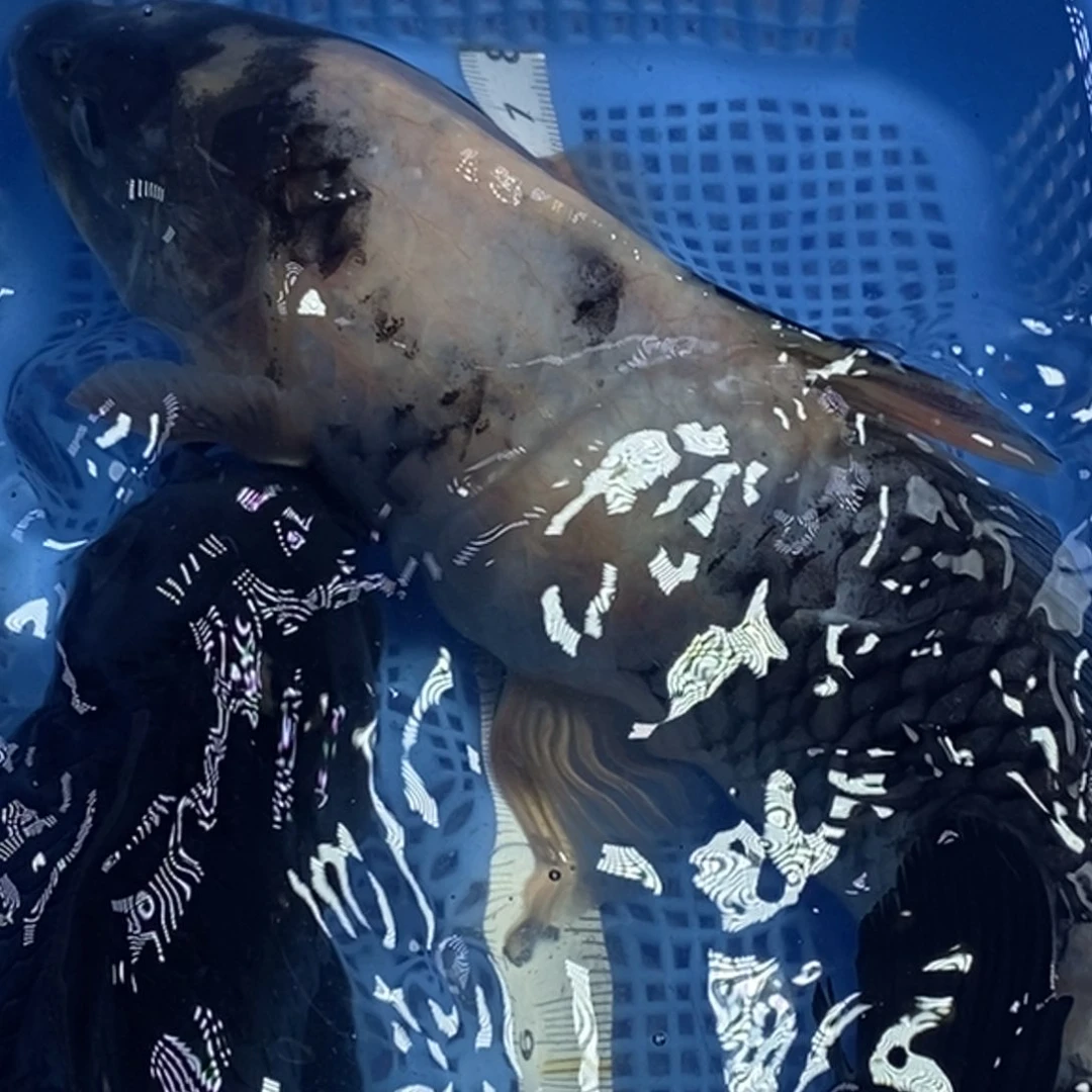 锦鲤冷水锦鲤包邮