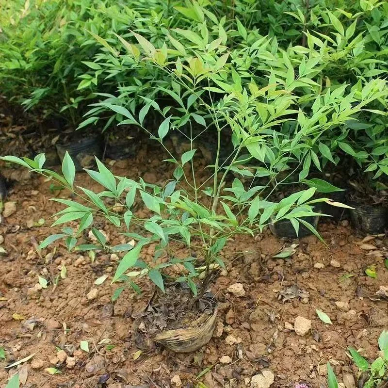 【叶子冬红春绿】火焰南天竹盆栽树苗水养庭院南天竹室内客厅阳台