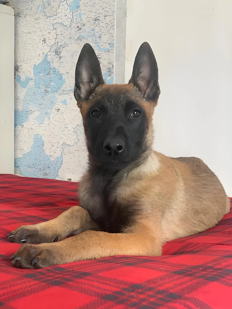 马犬 黑狼 德牧 招财狗  客厅庭院动物工艺