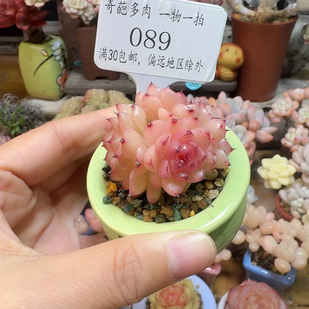 089 多肉含盆土30元包邮非偏远