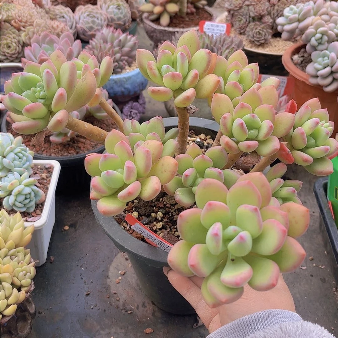 4457清新 美人。