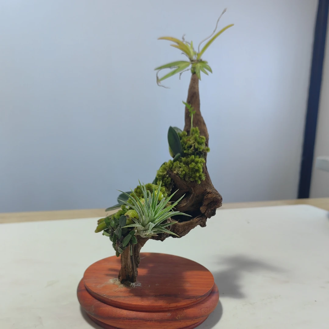 植物造景-蝶恋花（步步高升）