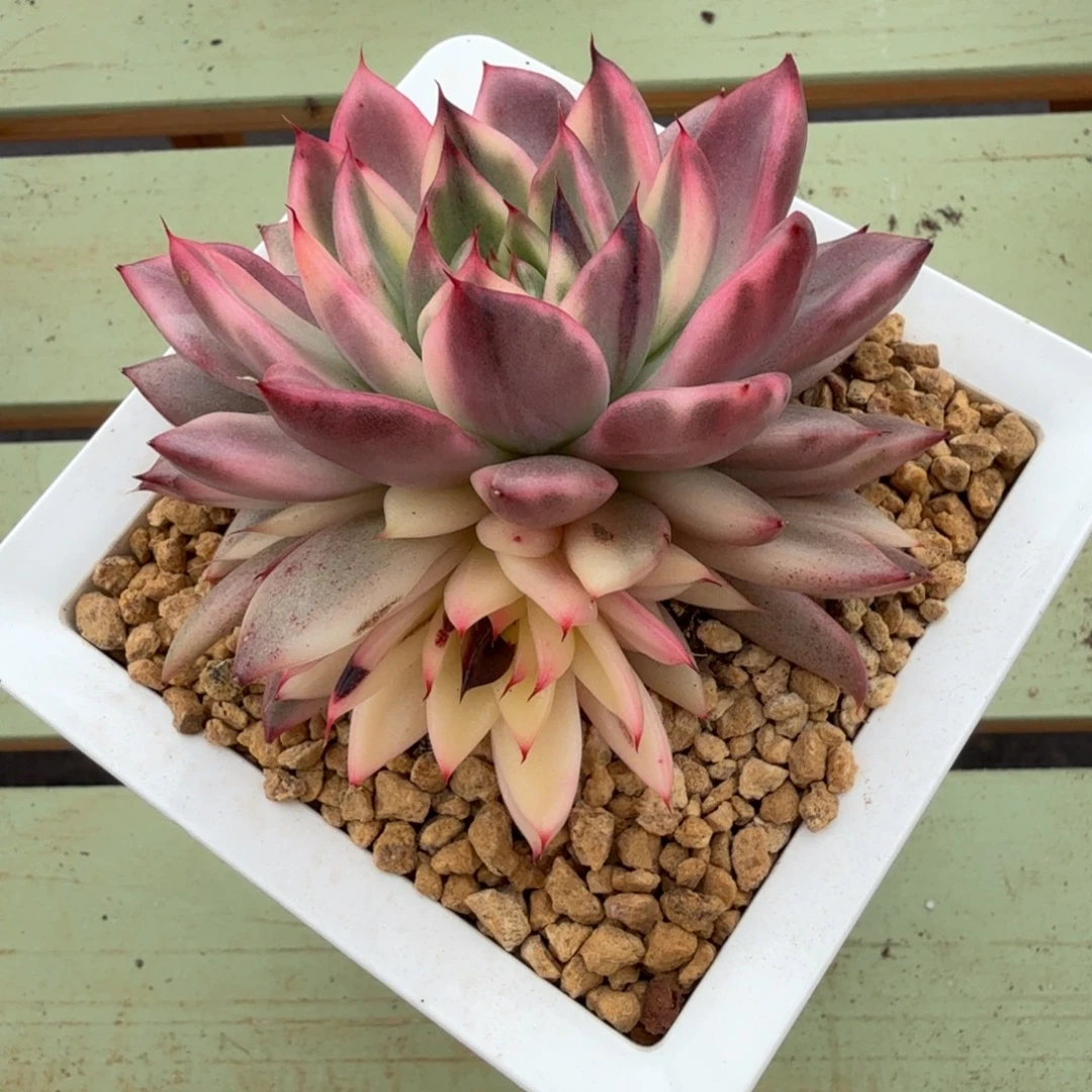 黑水晶长睫毛锦上园艺一物一拍