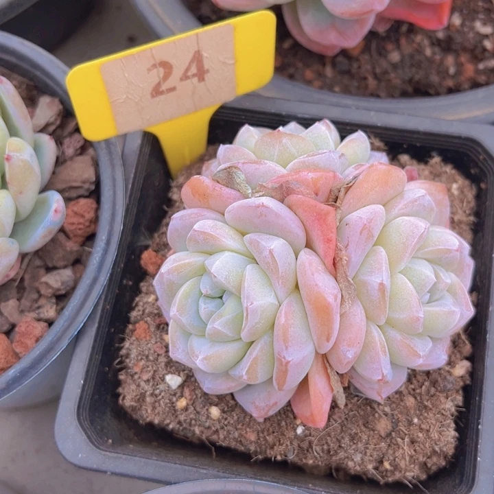 健健康康平平安安