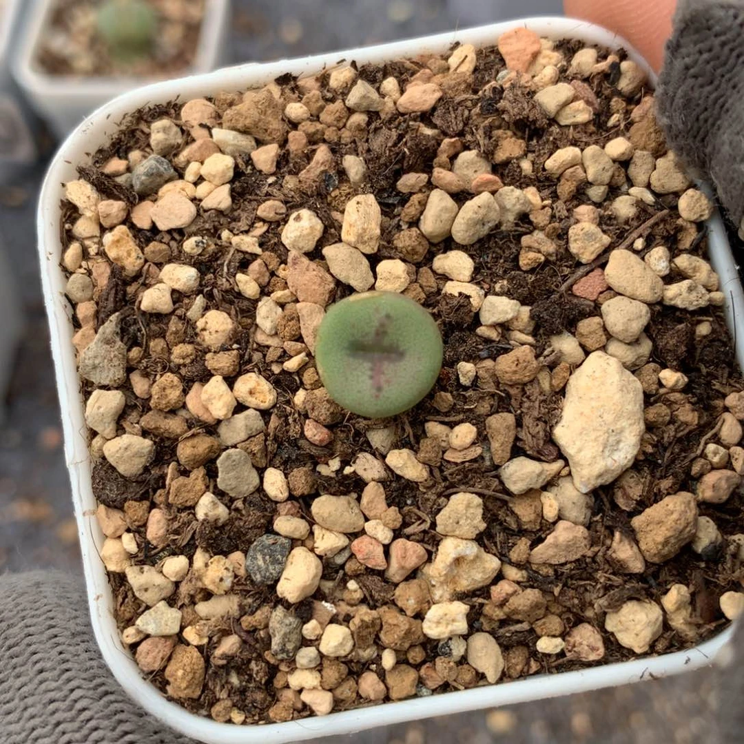 416十字纽扣一颗