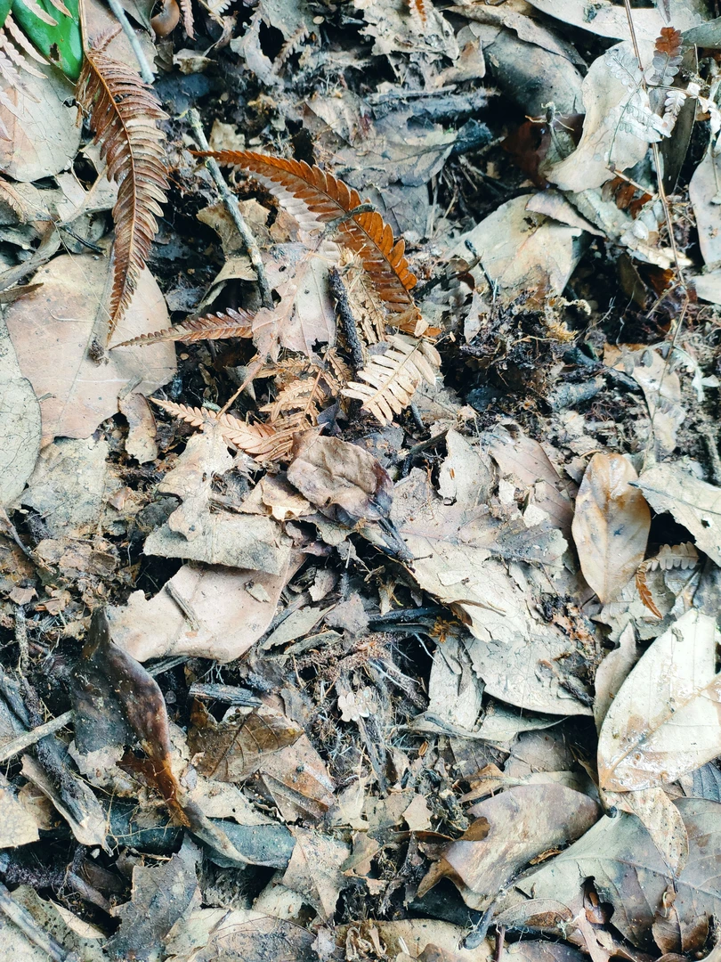 自然腐叶土、山鸡土自然养兰植料专用10斤装