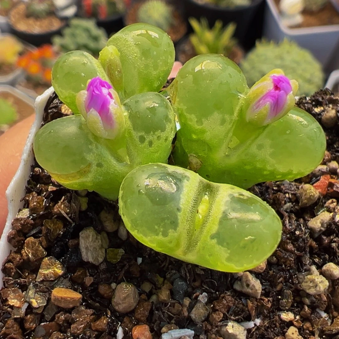 175多肉植物种类多样