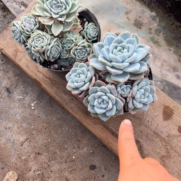 没***肺莎莎加冰玉两颗带盆带土