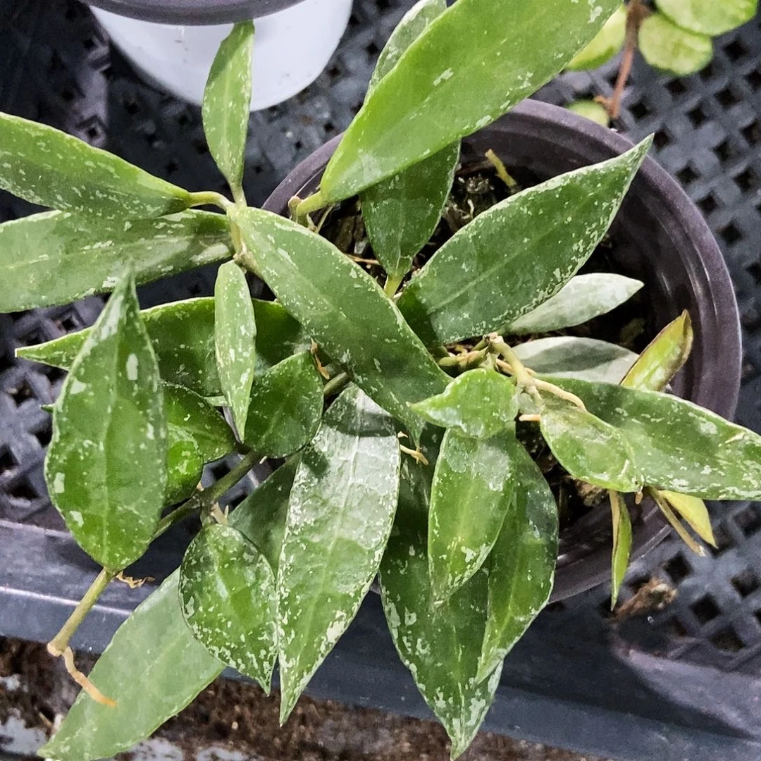 完全开放薄荷裂瓣35