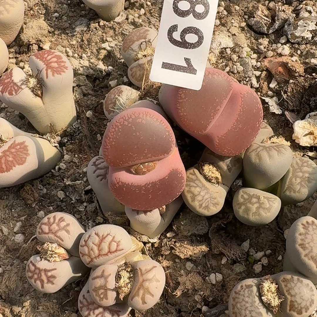 来***莲生石花一物一拍891