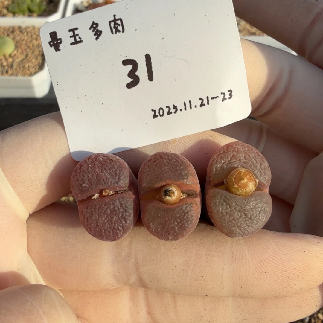 血***醒多肉多肉多肉11-031 红宝石1804.5