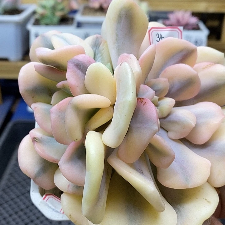 0734 雪精灵覆轮锦双头头盖 需延时发货