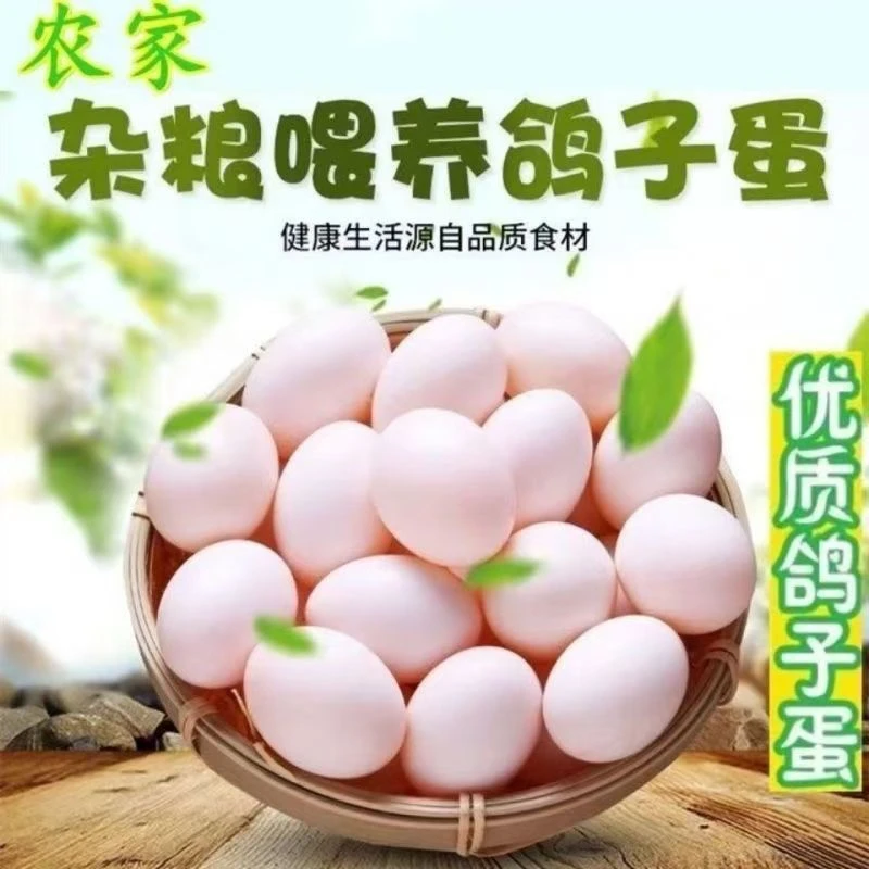 60枚谷物散养新鲜鸽子蛋孕妇宝宝老人辅食新鲜鸽子蛋鸽礼品