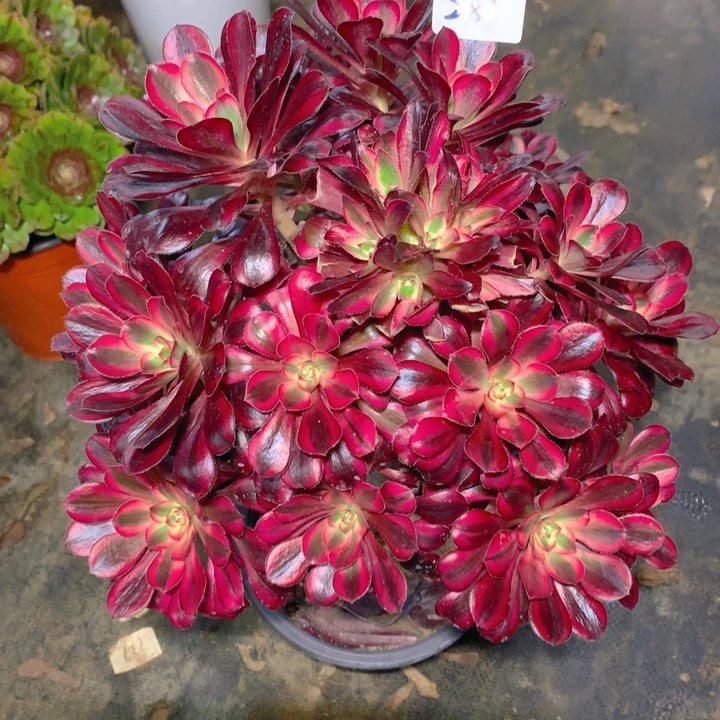 287香奈儿法师多肉