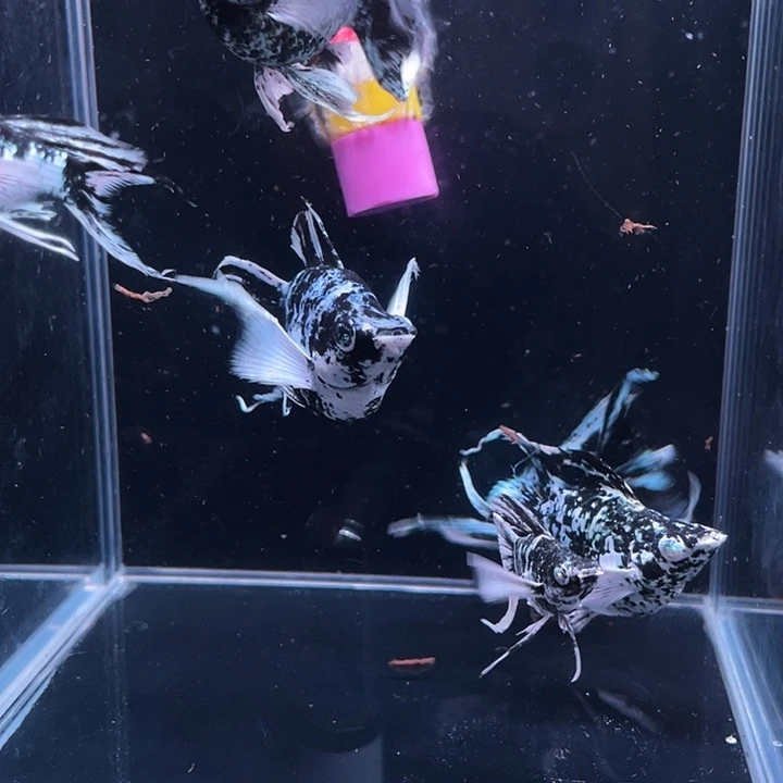 孔雀鱼水墨玛丽球种鱼三对六条空运