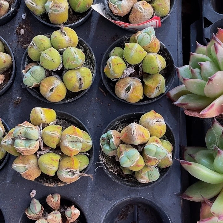 圆盆肉锥5.8处理带盆