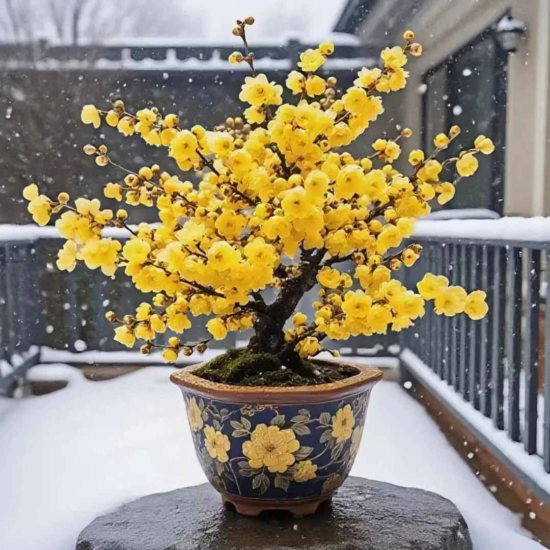 【带芽苞】四季开花浓香型耐寒腊梅花树苗阳台庭院盆栽花卉绿植好养