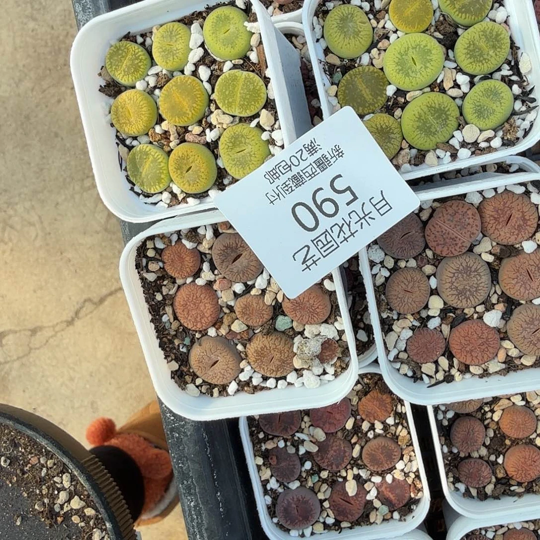 点进这个帖子590这个