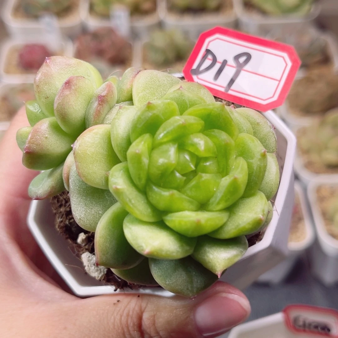 D19 一物一拍 18包邮 灯泡