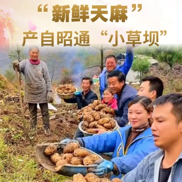 新鲜天麻云南昭通小草坝新鲜天麻现挖源头货产地直发仿野生乌天麻