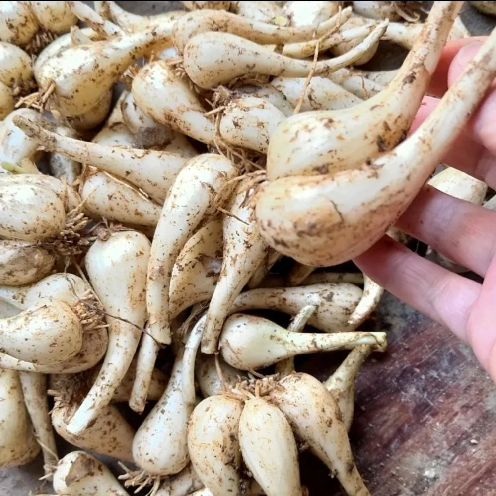 农家荞头带泥农家荞头