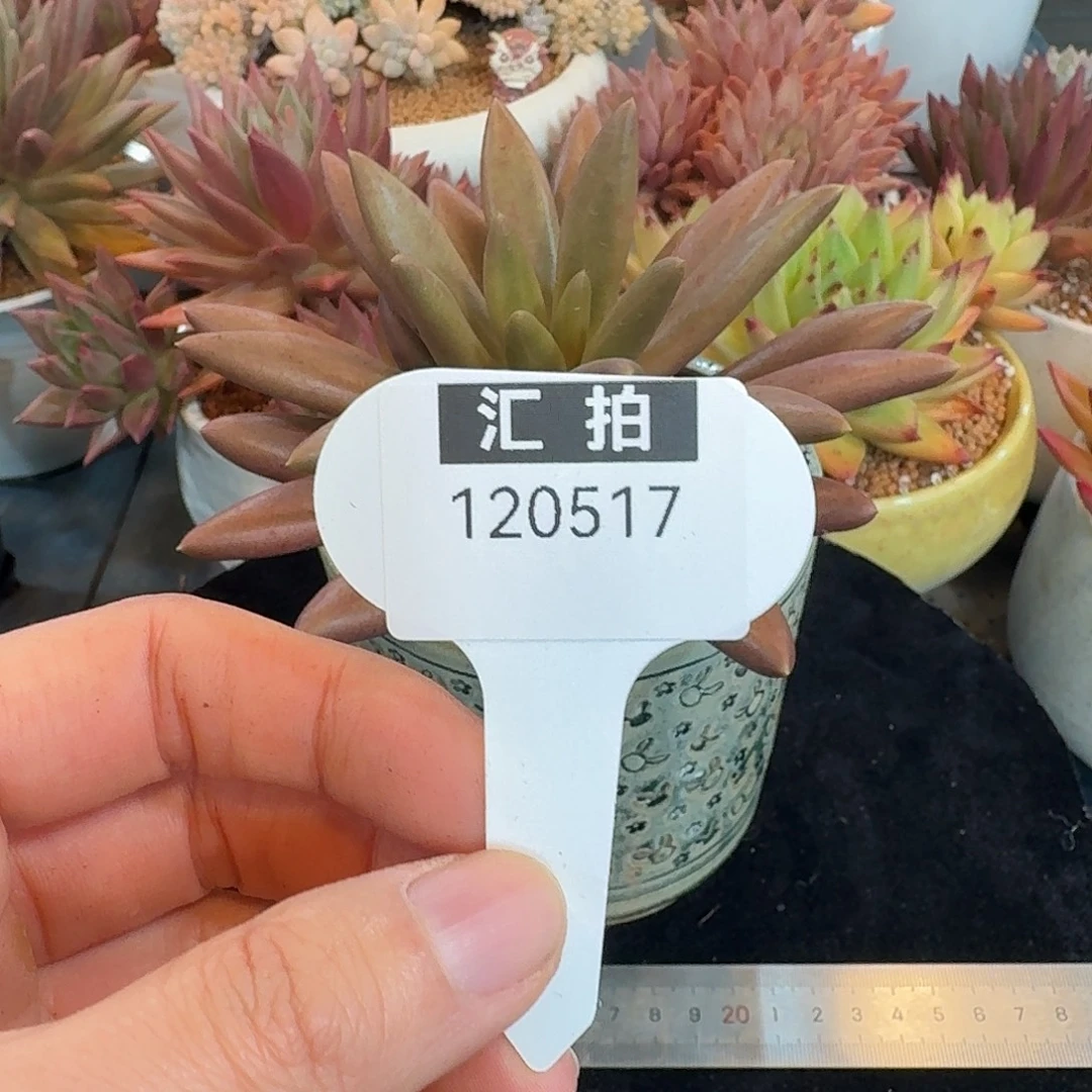 精品多肉植物120517