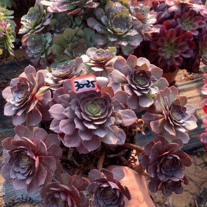 黑膜多肉微瑕30-25