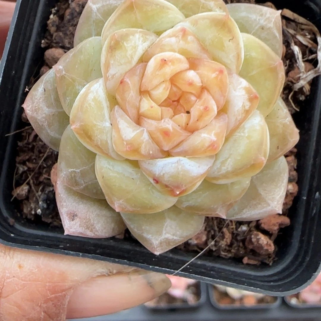 多肉小卡拉米糖心一物一拍