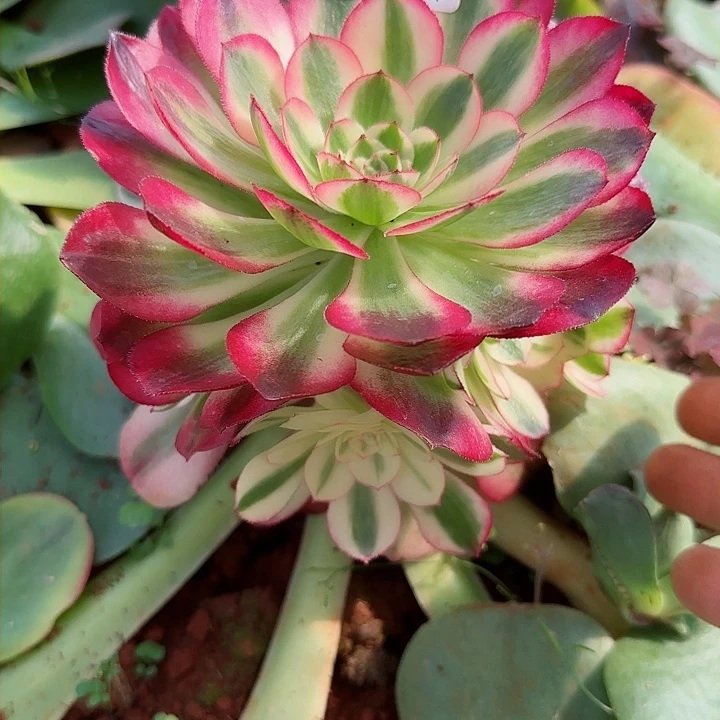 多肉法师荔枝朵朵