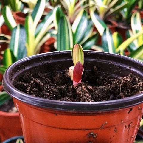 【闪购商品】华**舍