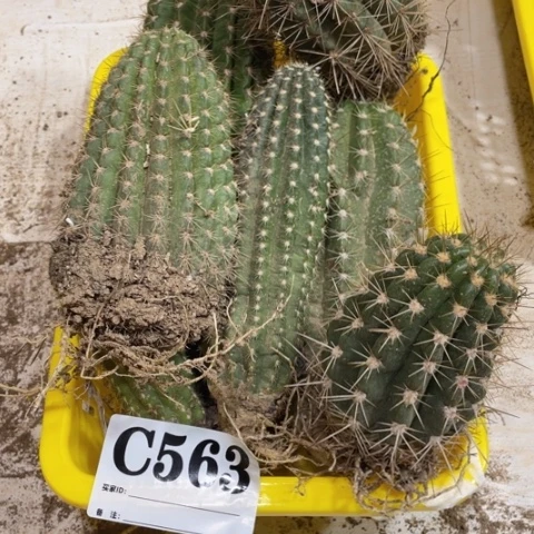瑕疵的毛花柱c 563
