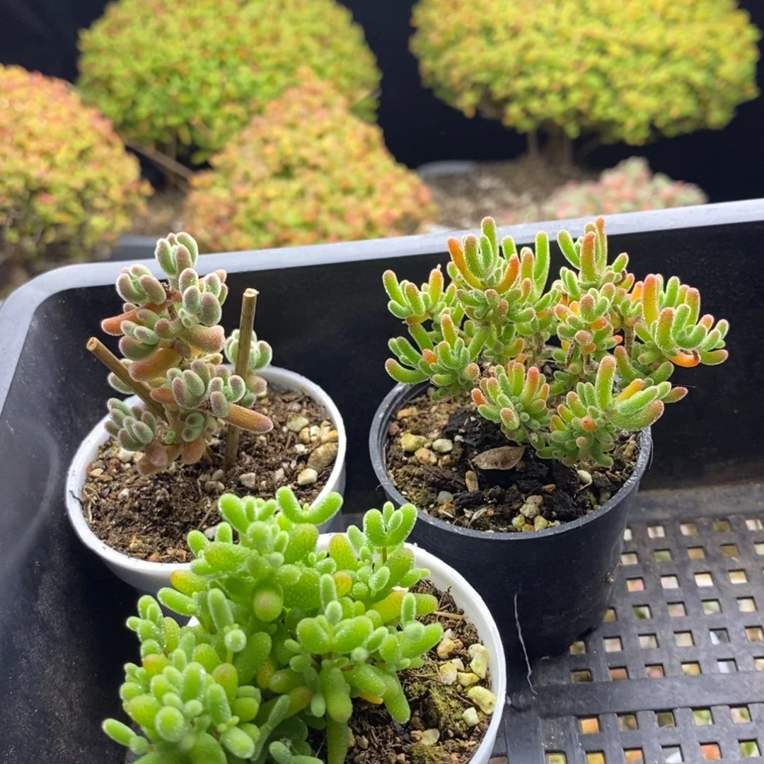 377红叶+蜜橘糖球+冰川 。