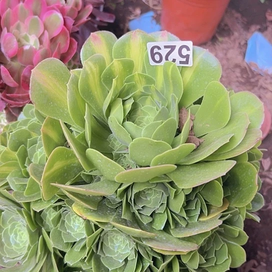 晴*格多肉植物一个