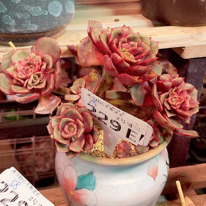 ?****?229eeeee大红袍