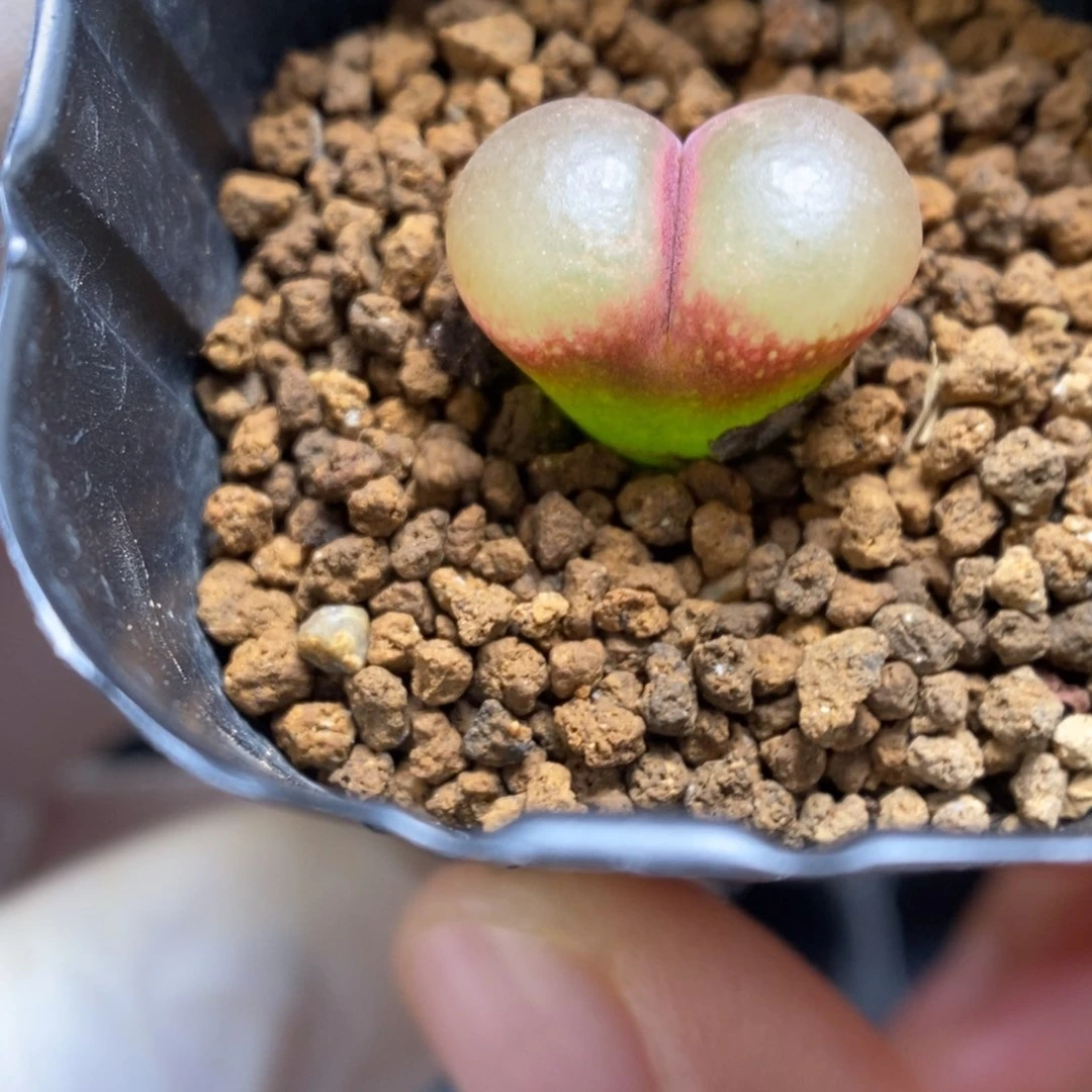 多肉植物肉锥杂交K-024（1.4）风毛 荔枝窗