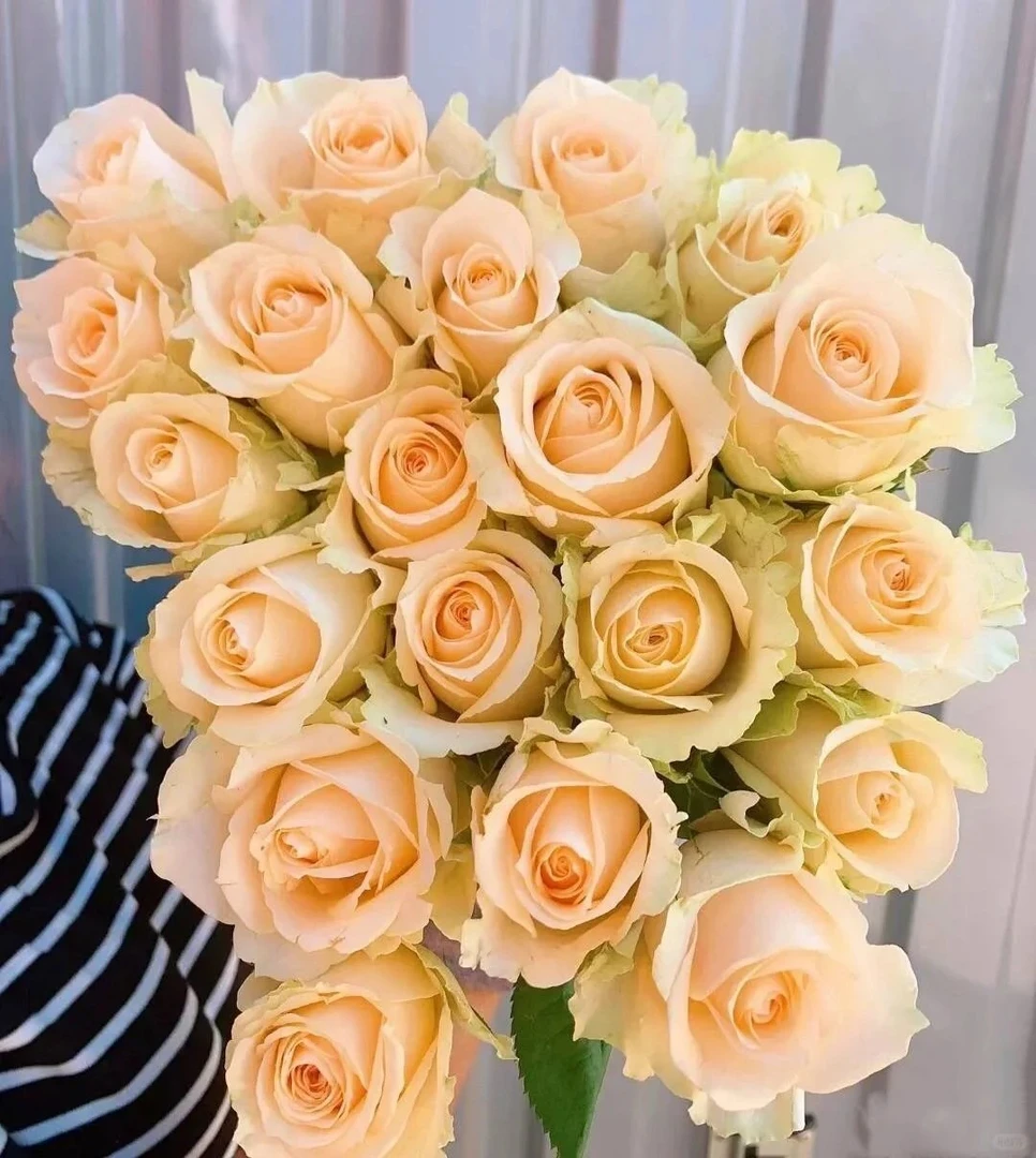 【鲜花】香槟单头玫瑰家用 昆明直发 两单以上德邦空运送货上门