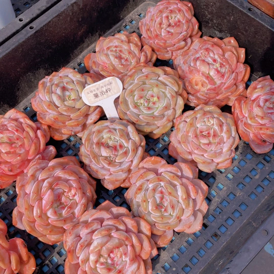 量拍 49号韩版橙梦露母本大单头两个