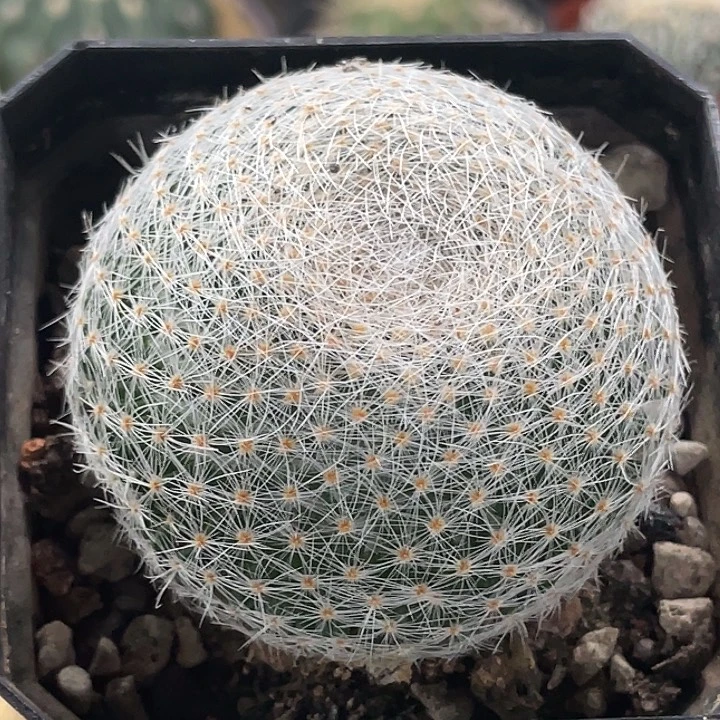 白绢实生仙人球