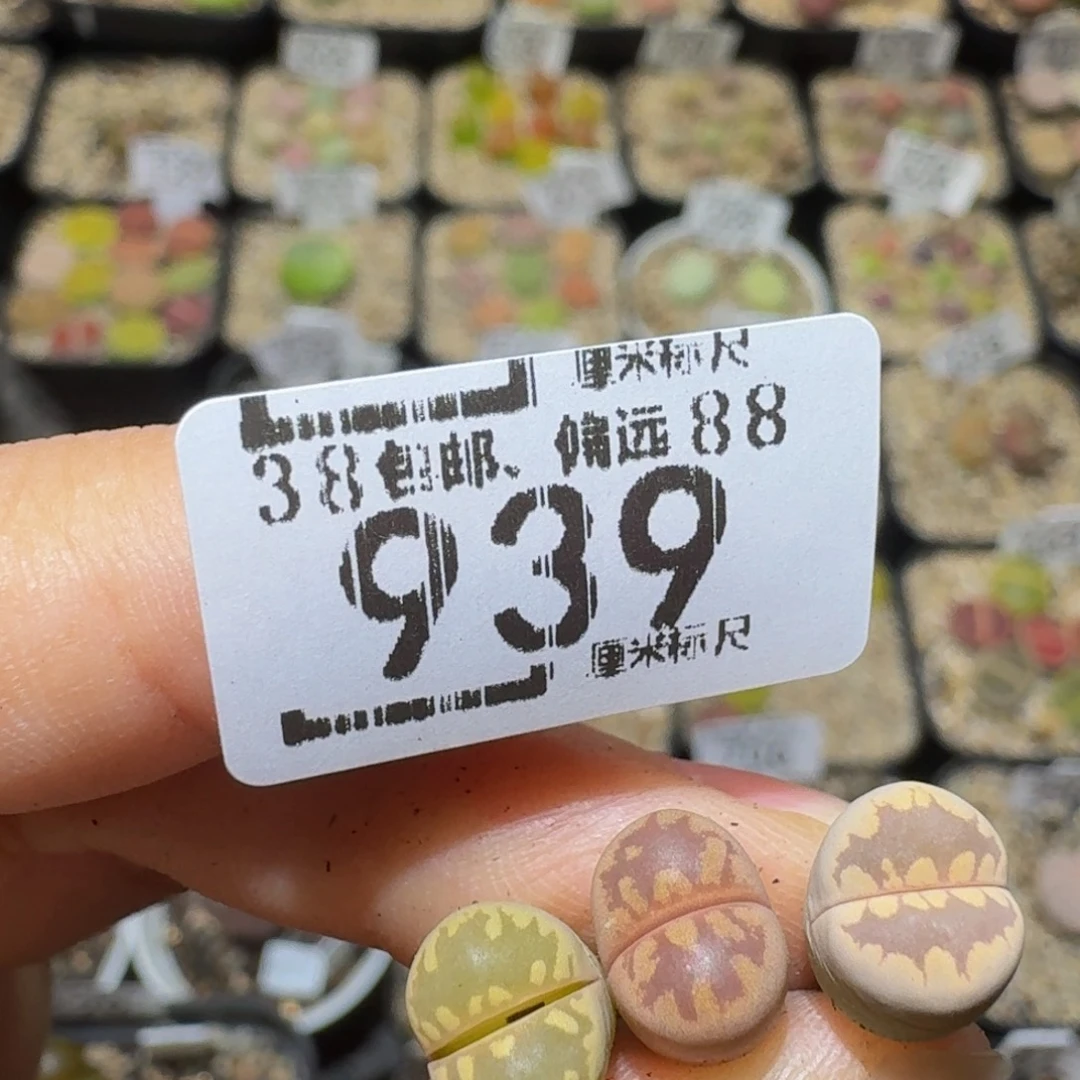 玥***~Ssss精品生石花939