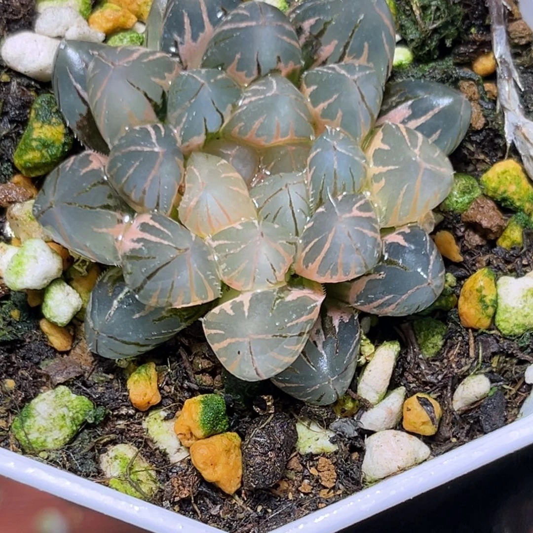 半**殇恭喜发财大吉大利812